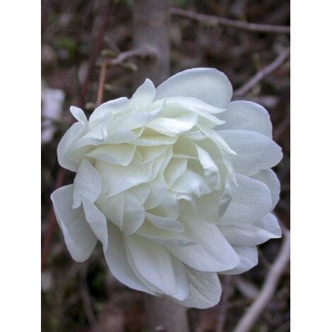Magnolia 'Wildcat' Pot de 6L/7L