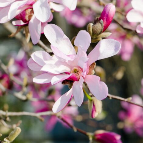 Magnolia x loebneri "Leonard Messel" pianta in vaso 19 cm