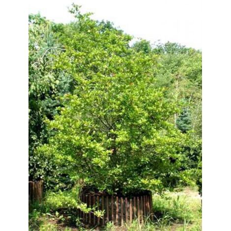 Magnolia x loebneri 'Leonard Messel' Pot de 3L/4L