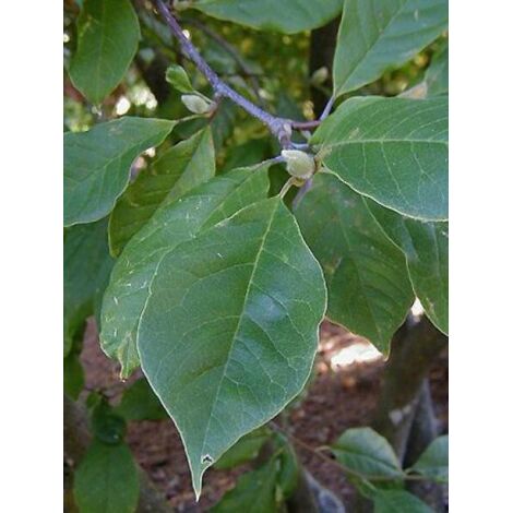 Magnolia x soulangiana Pot de 3L/4L