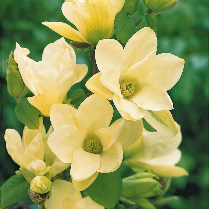 Magnolia Yellow Lantern - Jaune