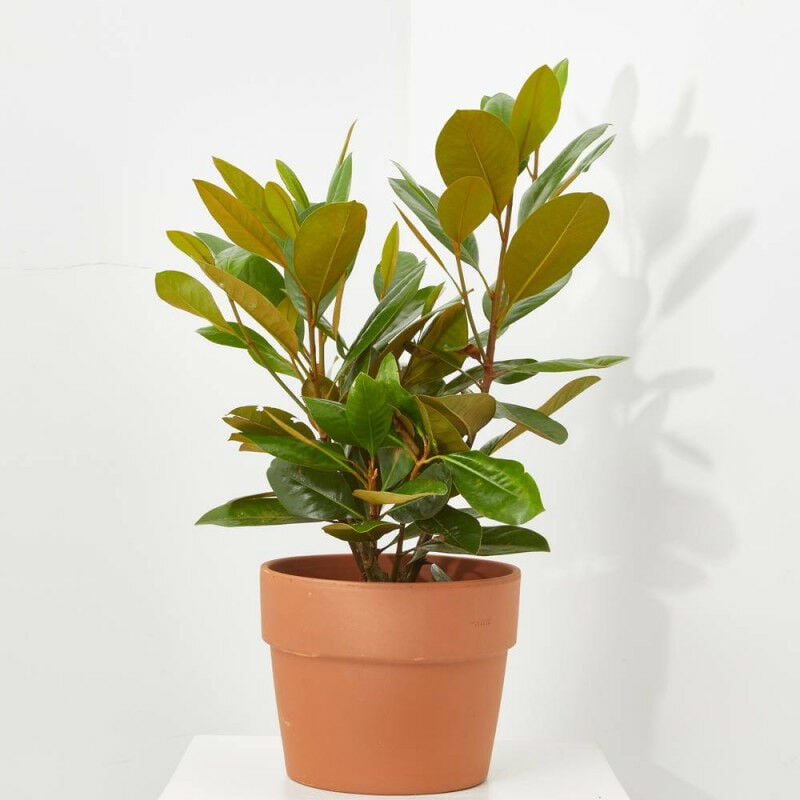 

Verdecora - MAGNOLIO MACETA 5 LITROS