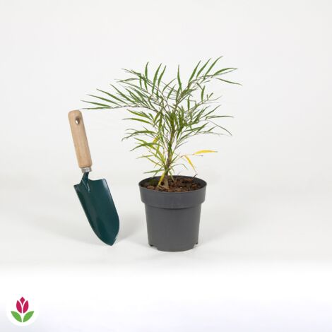 Mahonia Soft Caress - Le pot de 9 cm. Hauteur livrée 15-20 cm - Willemse