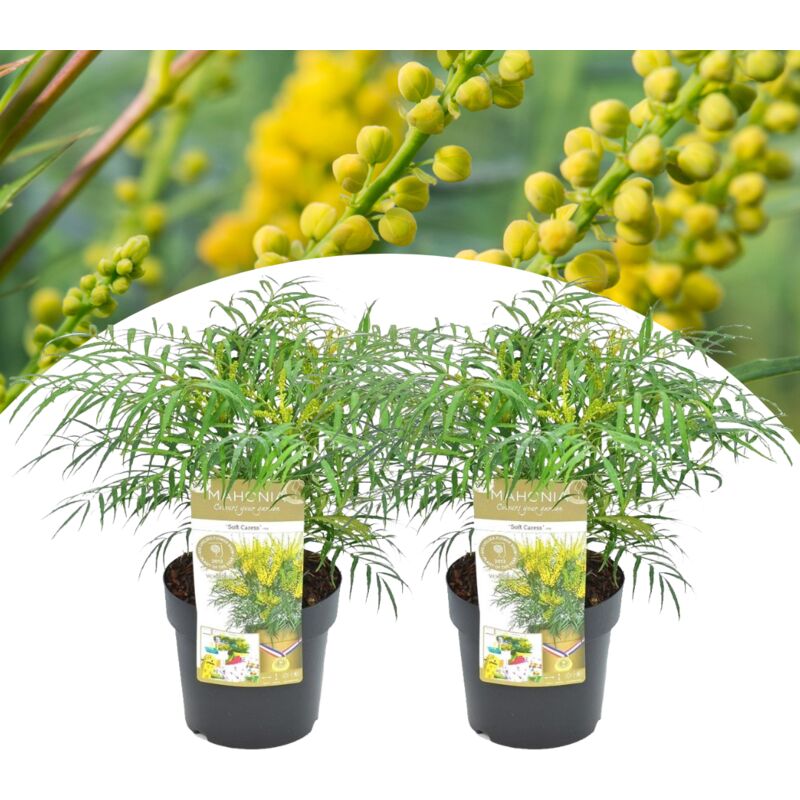 Plant In A Box - Mahonia 'Douce caresse' - Set de 2 - Rustique -12°C - Pot 13cm - Hauteur 30-40cm - Jaune