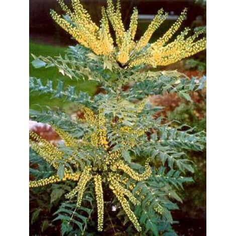 Mahonia x media 'Winter Sun' Pot de 2L/3L