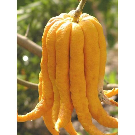 Main de Bouddha Pot de 4L/5L, 1/4 de tige
