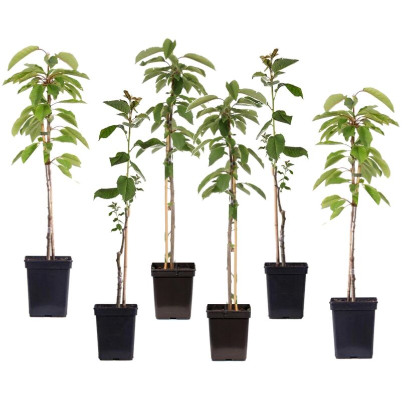 Plant In A Box - Pommiers - Lot de 6 - Braeburn, Golden Delicious, Gala - ⌀9cm - Hauteur 60-70cm - Rose