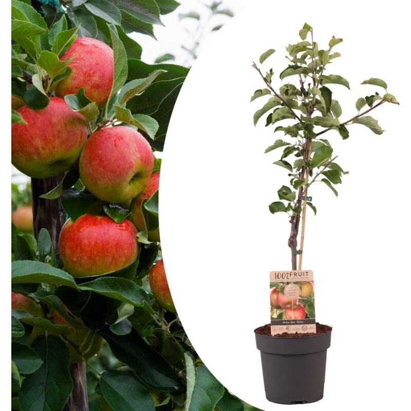 Plant In A Box - Malus domestica - Pommier - Malus Elstar - Pot 21cm - Hauteur 90-100cm - Blanc