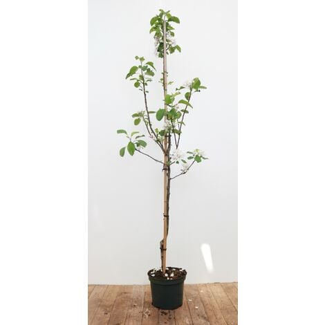 Malus 'Elstar'             CAC 150-200cm im 7,5L Topf