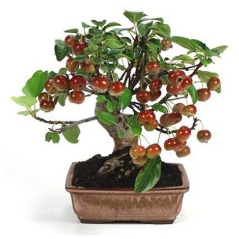 Arboles miniatura o bonsais. - Página 4 Malus-sp-9-anos-bonsai-P-472518-6760330_1