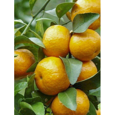 Mandarinier - Citrus deliciosa - Agrumes Pot de 4L/5L