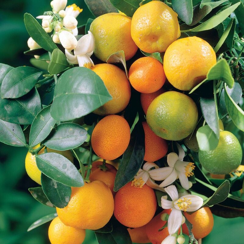 Mandarinier - Orange