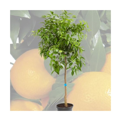 

Mandarino - Citrus reticulata - Cont.25cm -100cm de altura - (Val)