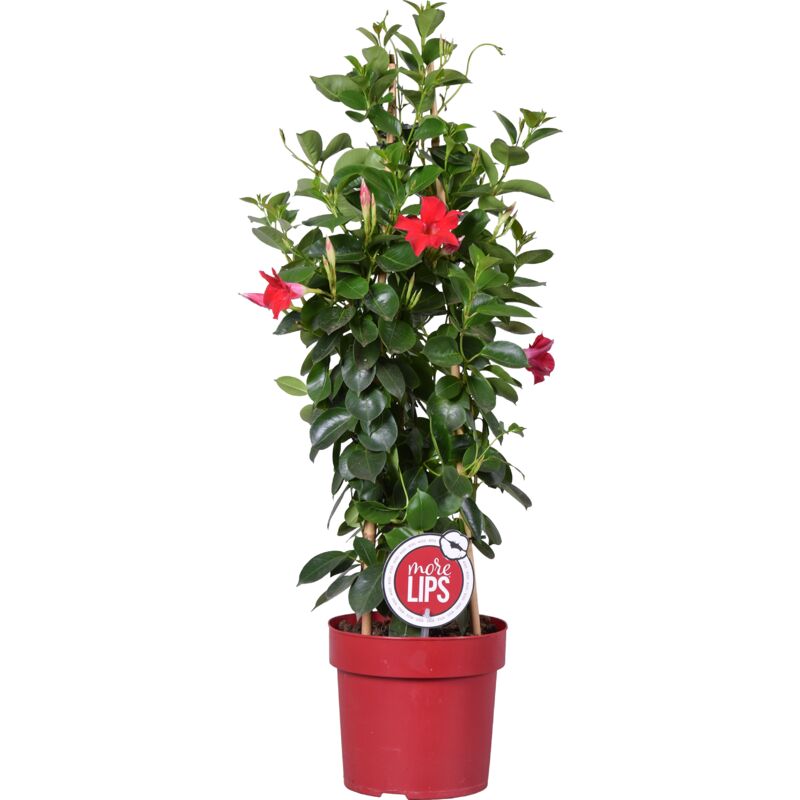Bloomique - Mandevilla Sundavilla Rood P19H75