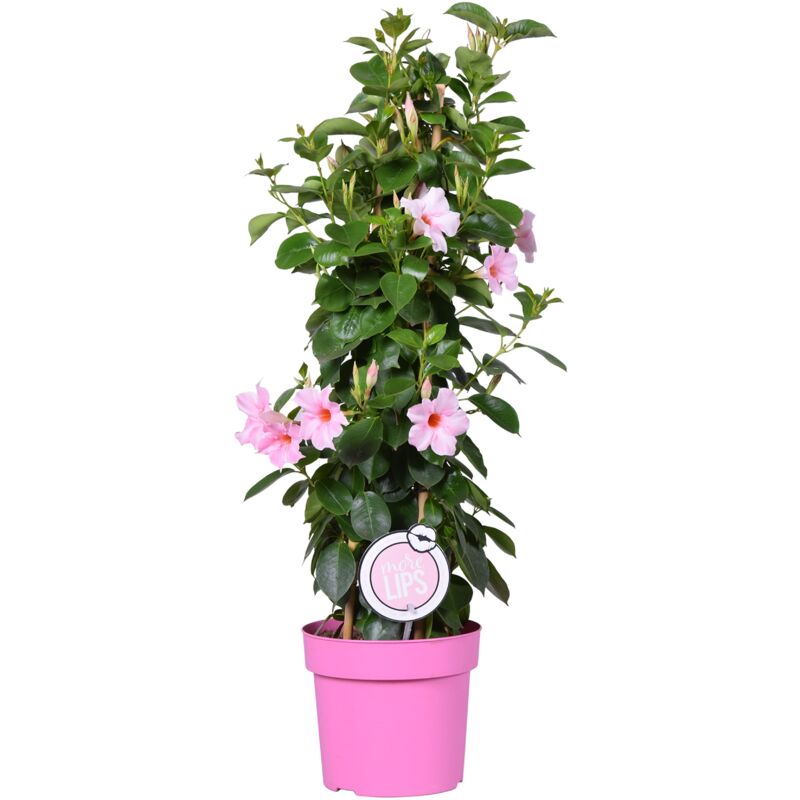 Bloomique - Mandevilla Sundaville - Jasmin du Chili - Plante grimpante - Rose – ⌀19 cm - ↕65-75 cm