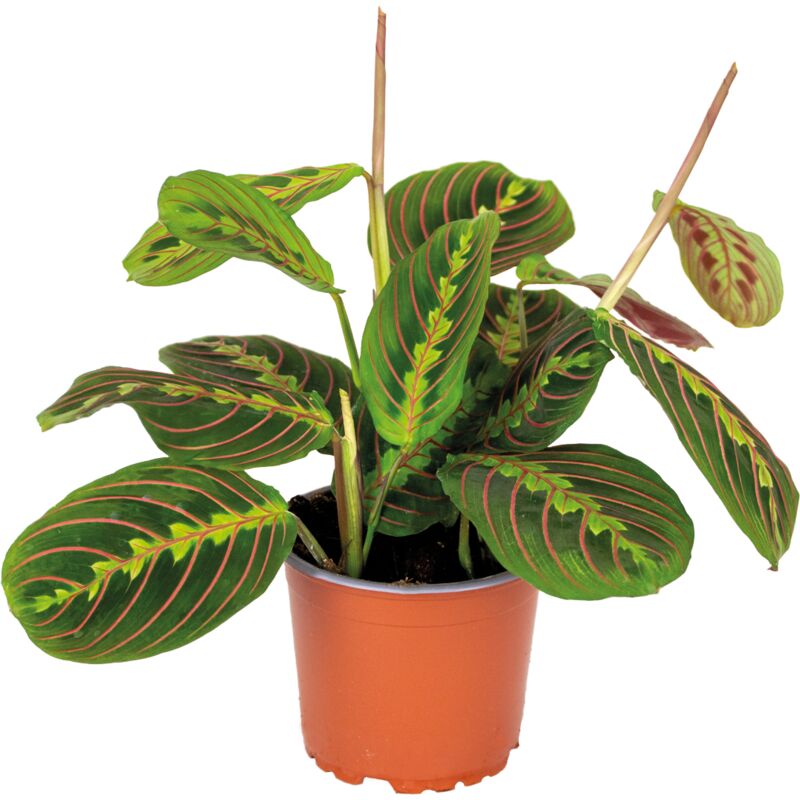 Maranta Tricolor – Plante de prière – Plante d'intérieur – Purificateur d'air – ⌀12cm –↕10-15 cm
