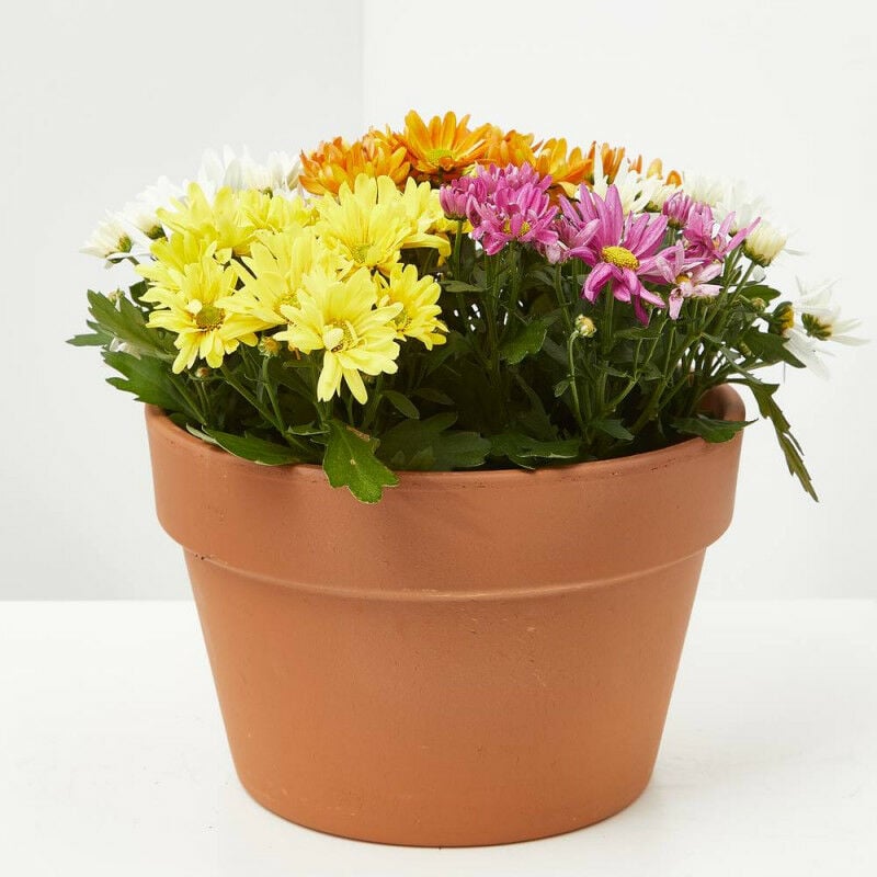 

MARGARITA HIBRIDA T23 - Tarrina 23cm