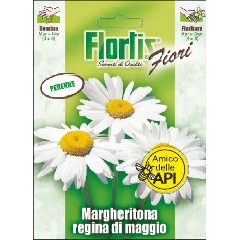 MARGHERITONA REGINA DI MAGGIO