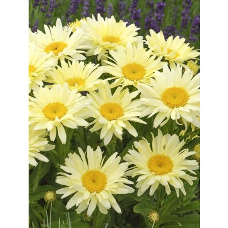 Marguerite 'Banana Cream' Godet de 7/8 cm