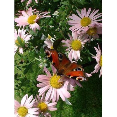 Marguerite d'automne 'Clara Curtis' Godet de 8/9 cm