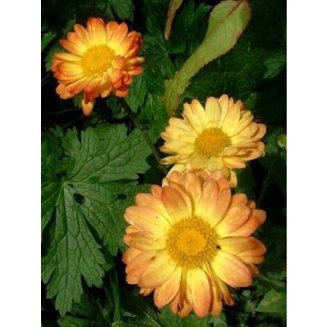 Marguerite d'automne 'Dernier Soleil' Godet de 8/9 cm