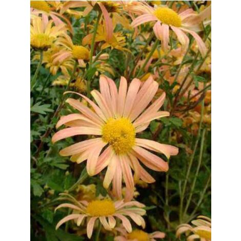 Marguerite d'automne 'Mary Stocker' Godet de 8/9 cm