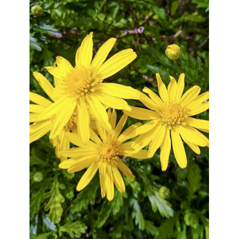 Marguerite de la savane Pot de 2L/3L
