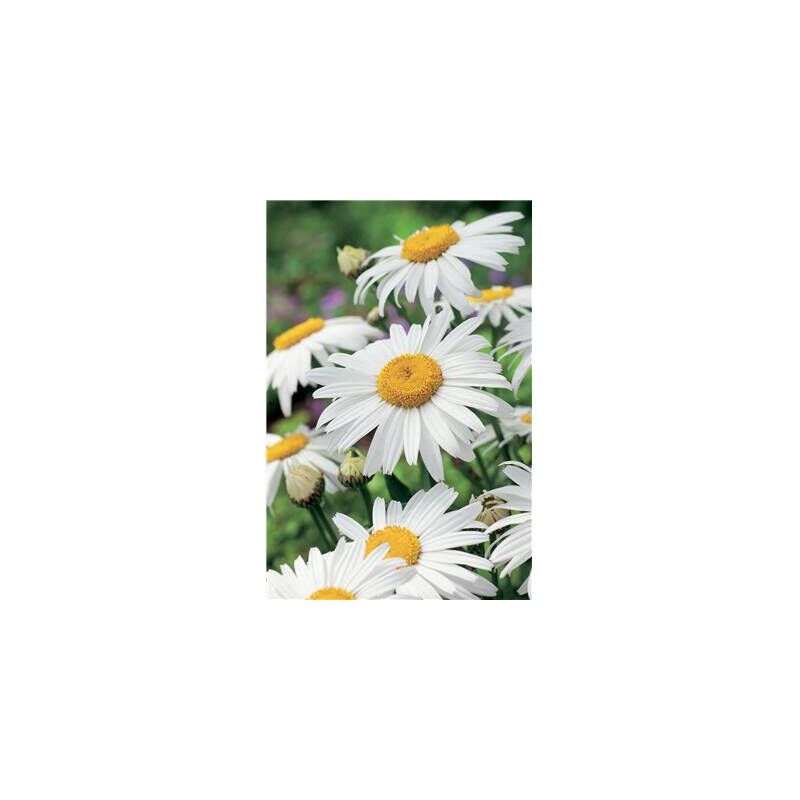 Marguerite etoile d anvers plante vivace - 3 godets
