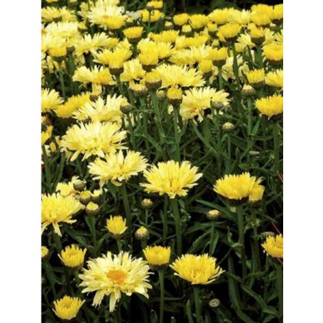 Marguerite 'Goldfinch' Godet de 8/9 cm