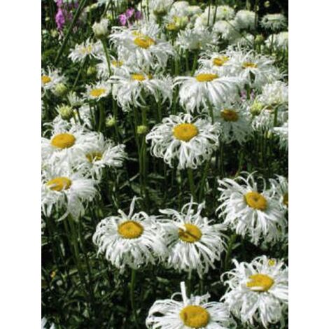 Marguerite 'Old Court' Godet de 8/9 cm