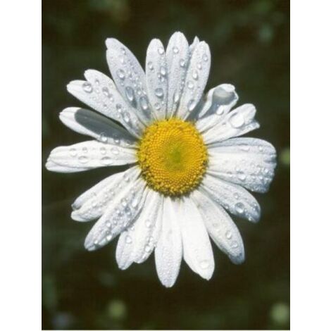 Marguerite 'Silver Princess' Godet de 7/8 cm