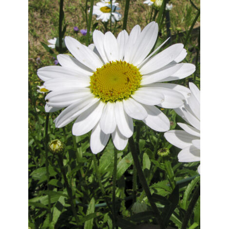 Marguerite 'Superbum Brightside' Godet de 8/9 cm