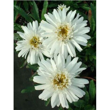 Marguerite 'Wirral Supreme' Godet de 7/8 cm