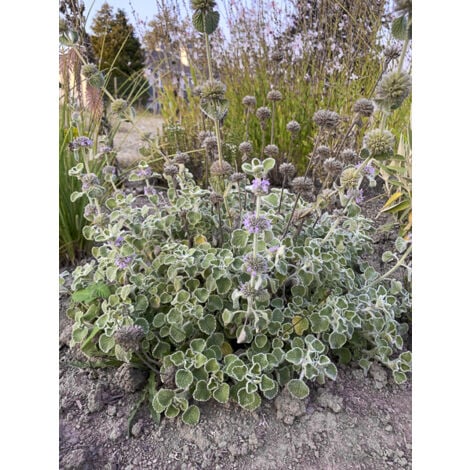 LE JARDIN DU PIC VERT Marrure supinum Godet de 8/9 cm