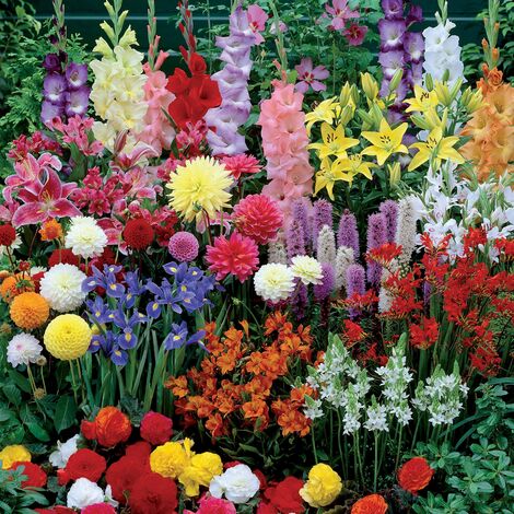 Mix Bulbes Fleurs à Planter Au Printemps & Été EVI Pas Cher