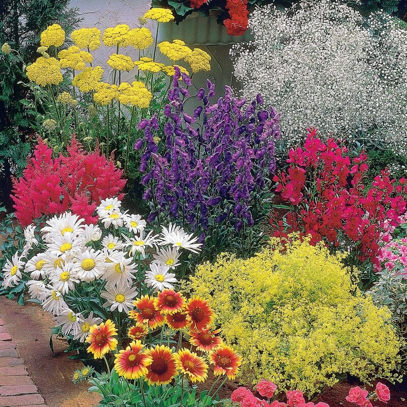 Massif fleuri facile - 8 plantes vivaces - Superficie environ 1,5 m² - Multicolore