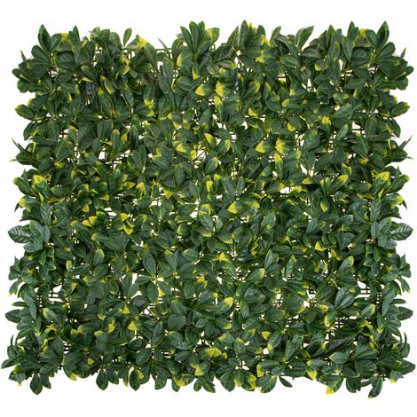 Mattonella Pitosforo 1x1Mt