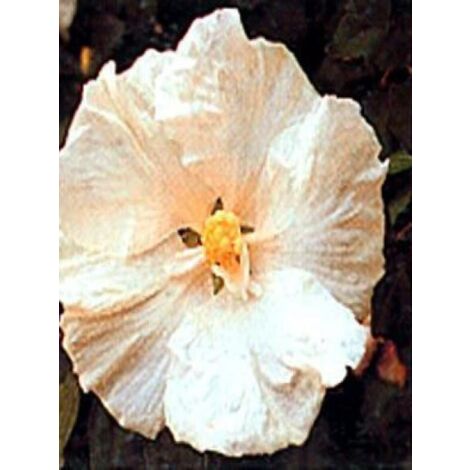 Mauve en arbre 'Diana' Pot de 3L/4L