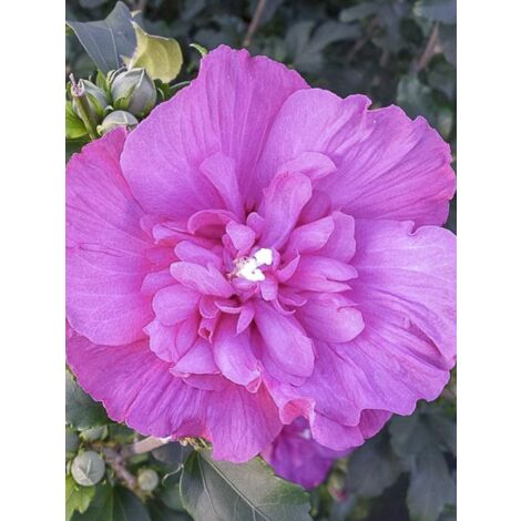 Mauve en arbre 'Magenta Chiffon' Pot de 3L/4L