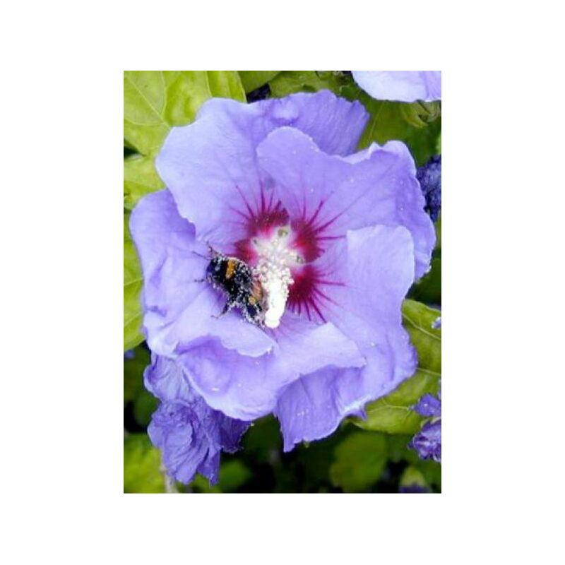 Mauve en arbre 'Oiseau Bleu' Pot de 2L/3L