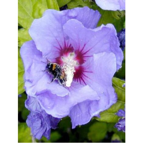 Mauve en arbre 'Oiseau Bleu' Pot de 2L/3L