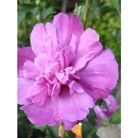 Mauve en arbre 'Purple Ruffles'® Pot de 3L/4L