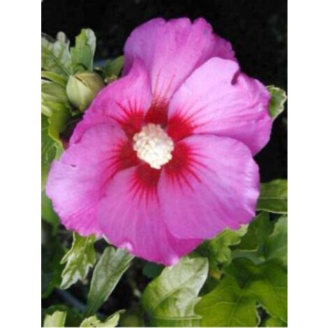 Mauve en arbre Russian Violet® 'Floru' Pot de 3L/4L