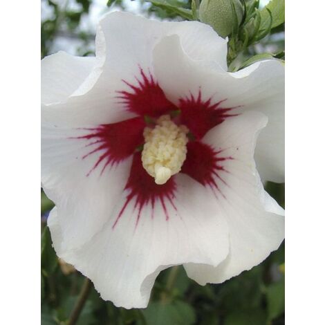 Mauve en arbre 'Shintaeyang' Pot de 3L/4L 60cm