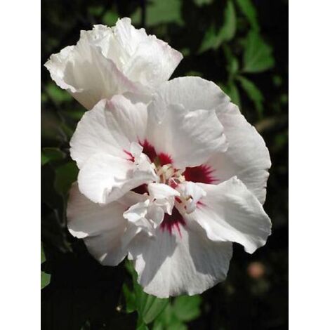 Mauve en arbre 'Speciosus' Pot de 2L/3L