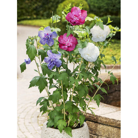 Mauve en arbre 'Three Sisters' Pot de 6L/7L