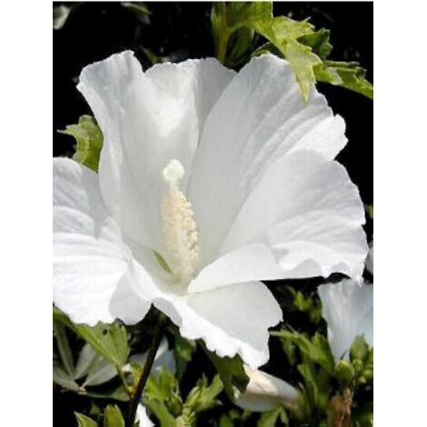 Mauve en arbre 'Totus Albus' Pot de 2L/3L
