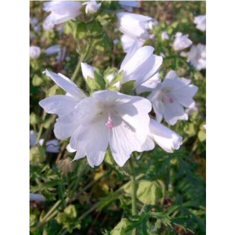 Mauve musquée 'Alba' Godet de 7/8 cm
