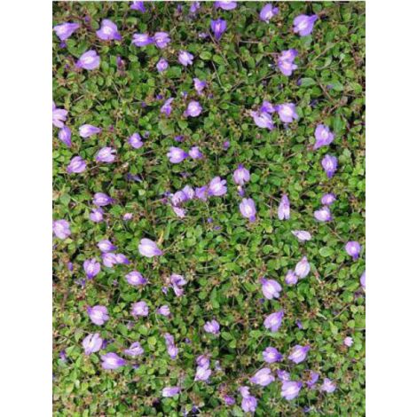 Mazus reptans Godet de 8/9 cm
