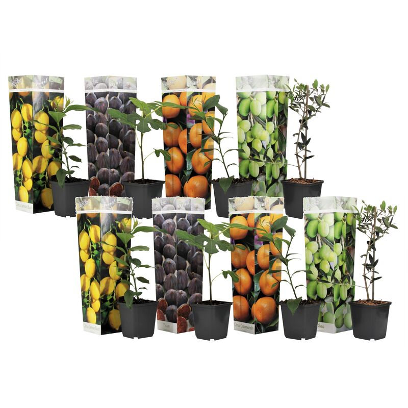 Plant In A Box - Medi Mix - Set de 8 - Arbres fruitiers méditerranéen - Pot 9cm - Hauteur 25-40cm - Blanc